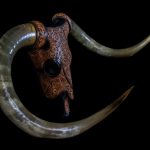 Texas Longhorn Steer