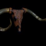 Texas Longhorn Steer